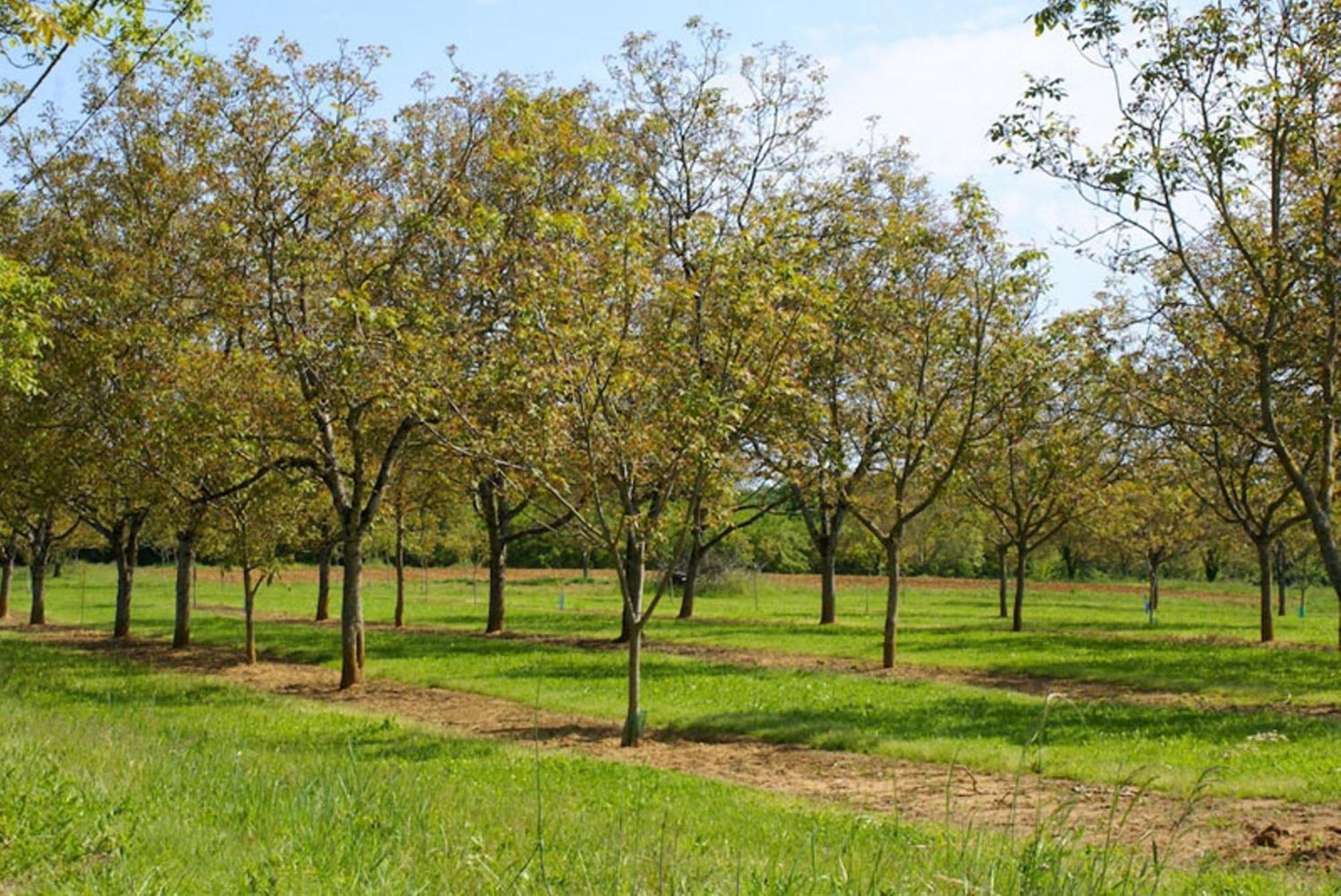 مبيت وإفطار Saint-Genies La Ferme Du Pech المظهر الخارجي الصورة